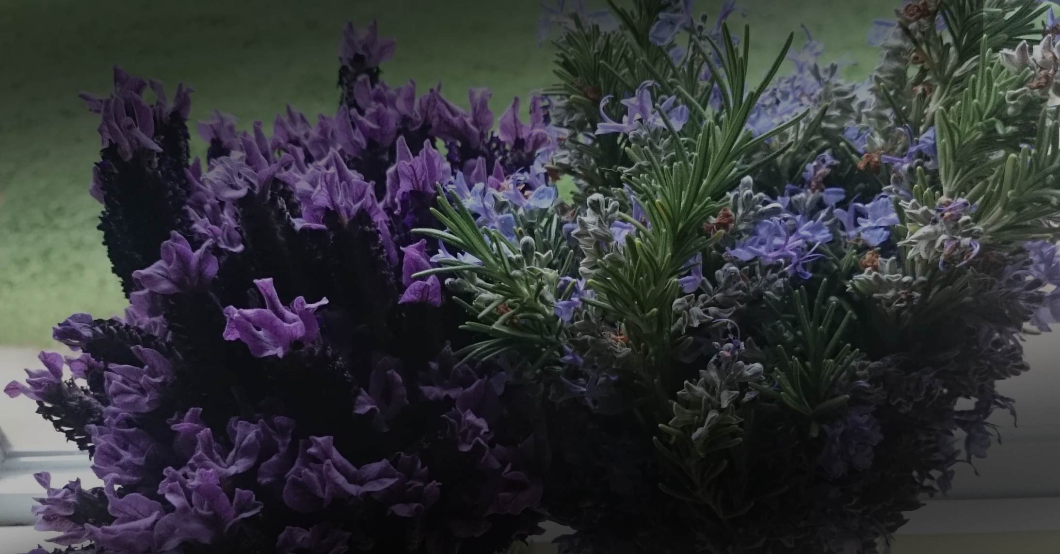 wildcraft botanicals crafted from natural ingredients found in the wild